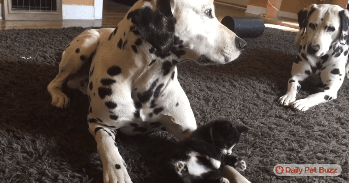 Tiny Tuxedo Kitten Playing With Two Giant Dalmatians Is Pure Sweetness