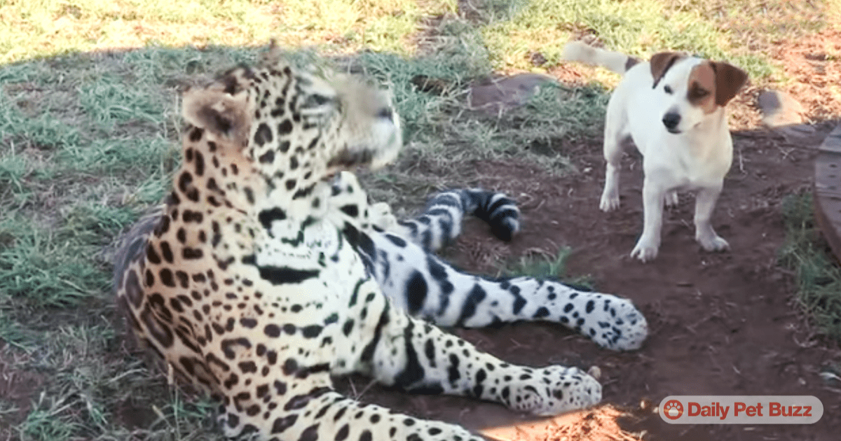 That Little Dog Wants To Be Friends With That Wild Jaguar. Watch What