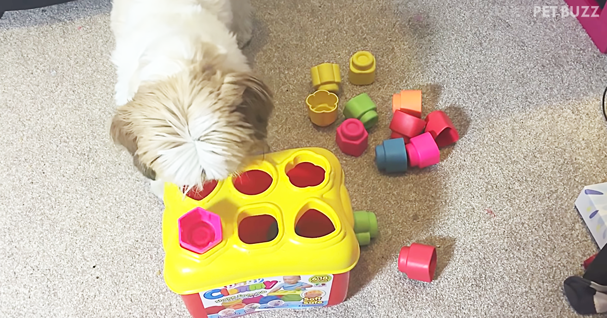 If There Is A Mensa For Dogs Then Cooper The Shih-Tzu Is Definitely A Member