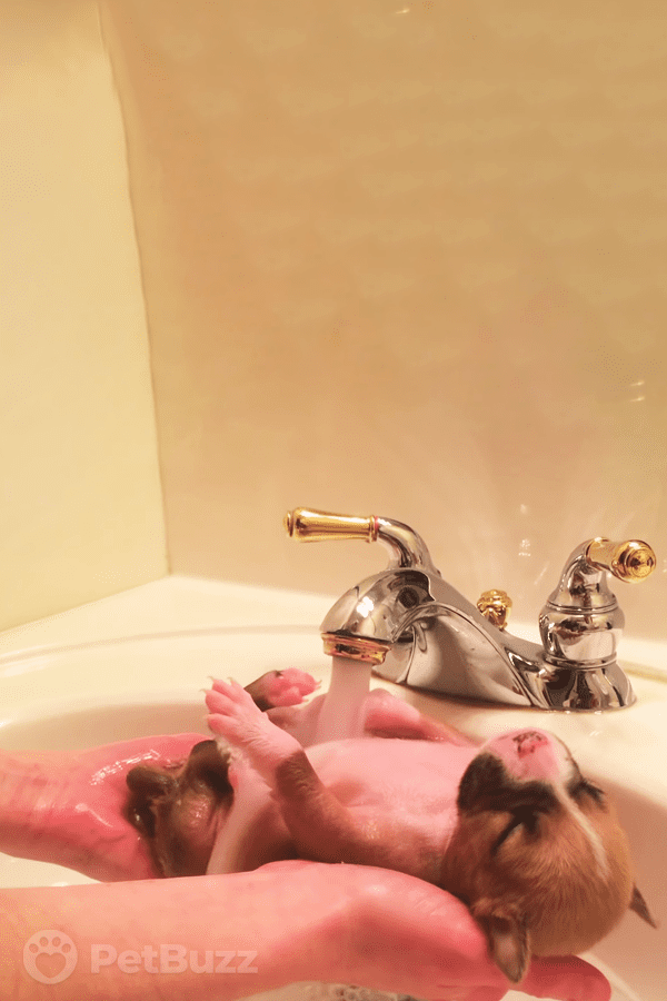 2530-Pinset-Oh-My-Goodness—This-Rescue-Puppy-Really,-Really-Enjoys-His-First-Bath