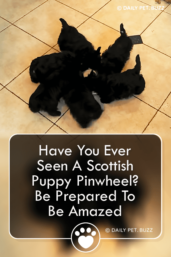 Have You Ever Seen A Scottish Puppy Pinwheel? Be Prepared To Be Amazed