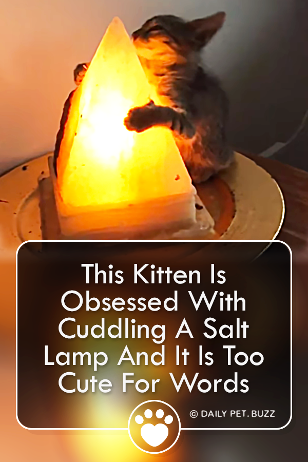 This Kitten Is Obsessed With Cuddling A Salt Lamp And It Is Too Cute For Words