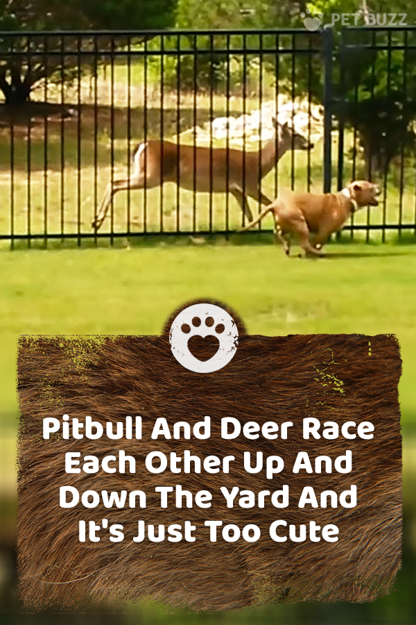 Pitbull And Deer Race Each Other Up And Down The Yard And It\'s Just Too Cute