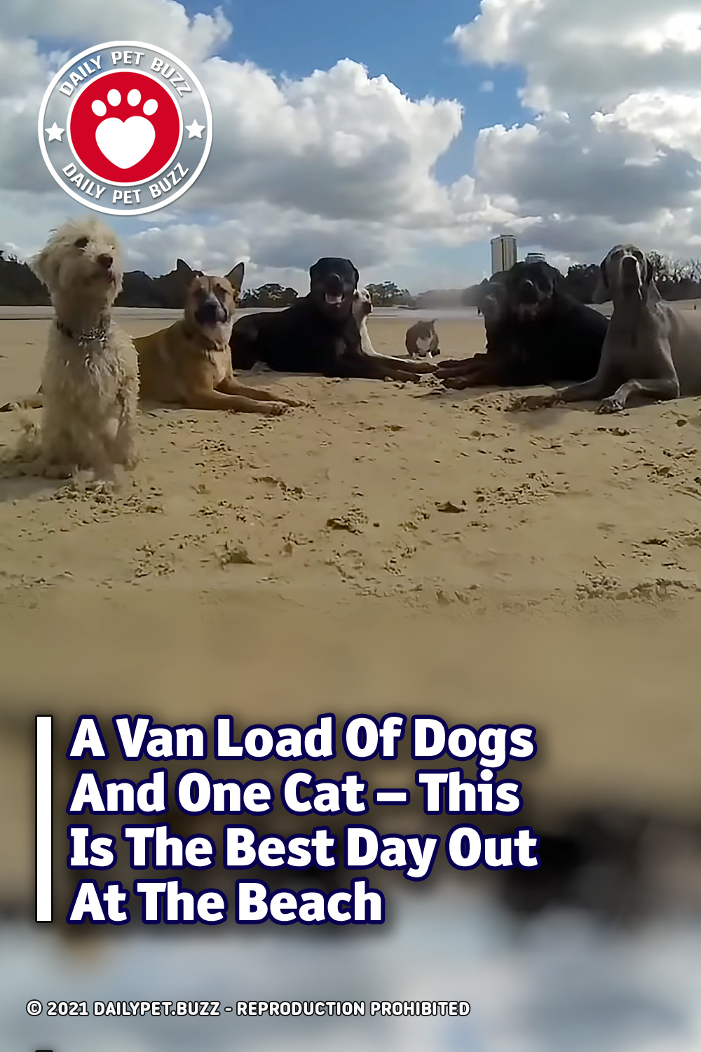 A Van Load Of Dogs And One Cat – This Is The Best Day Out At The Beach