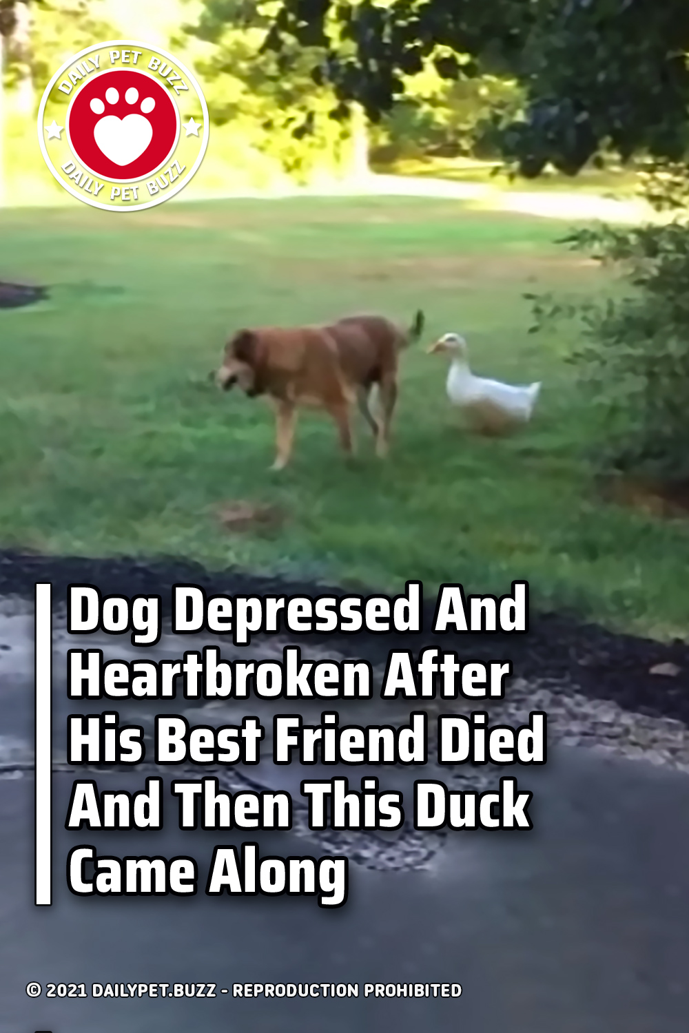 Dog Depressed And Heartbroken After His Best Friend Died And Then This Duck Came Along