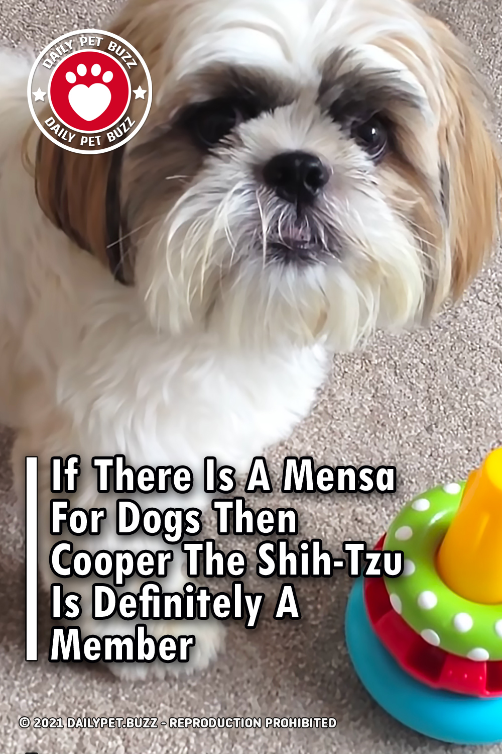 If There Is A Mensa For Dogs Then Cooper The Shih-Tzu Is Definitely A Member