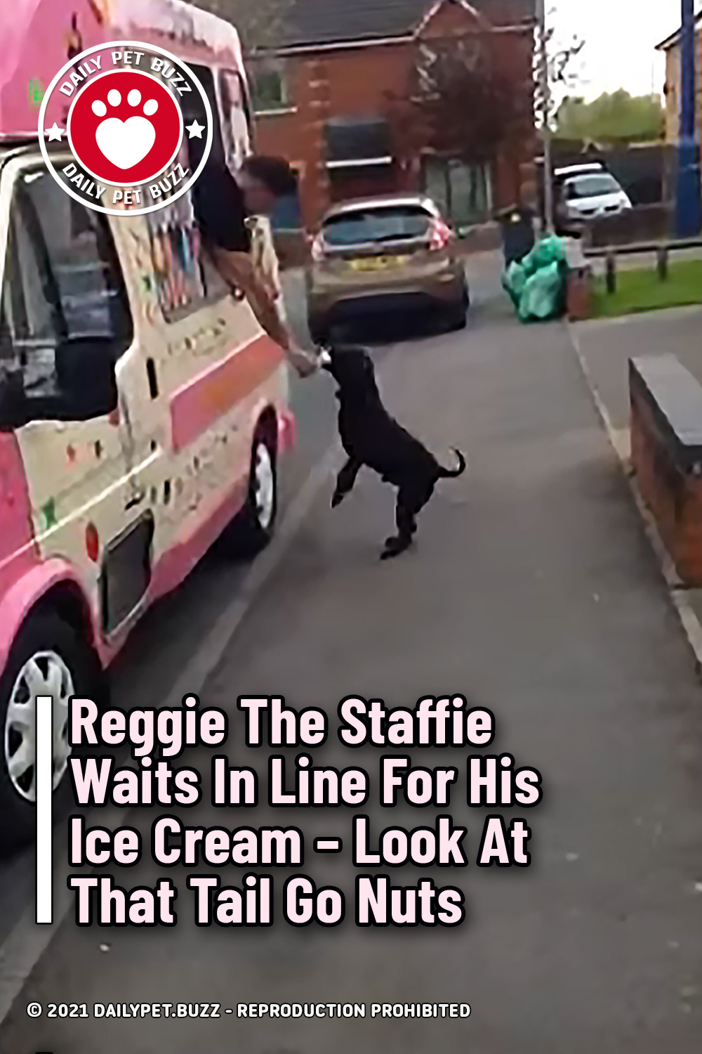 Reggie The Staffie Waits In Line For His Ice Cream – Look At That Tail Go Nuts