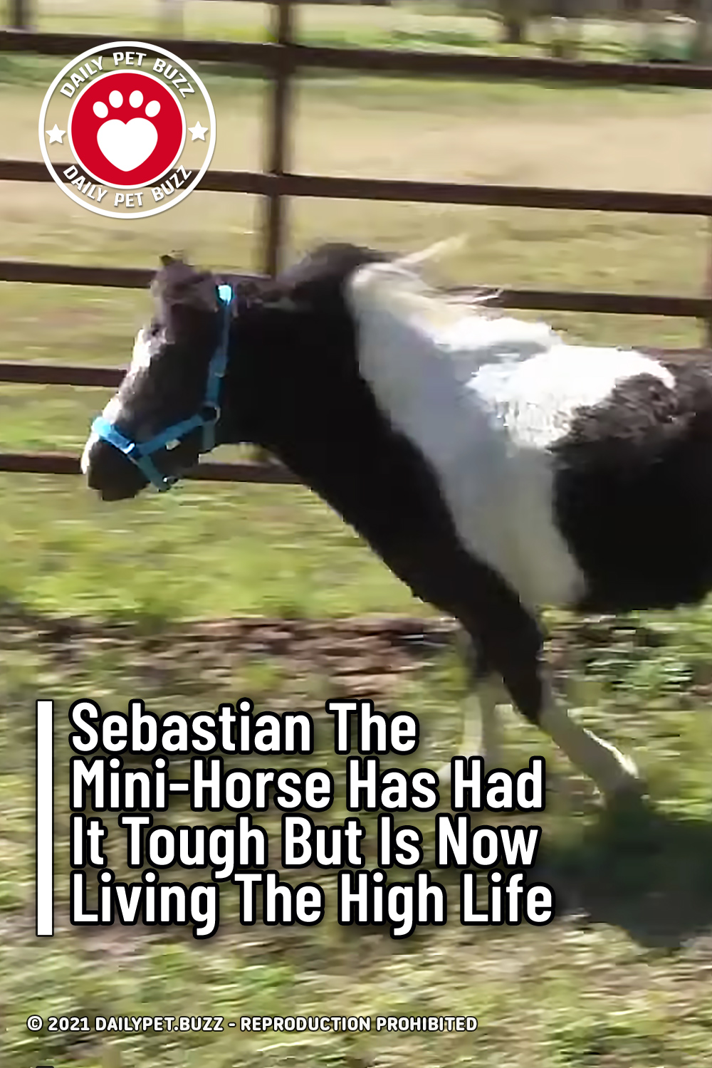 Sebastian The Mini-Horse Has Had It Tough But Is Now Living The High Life