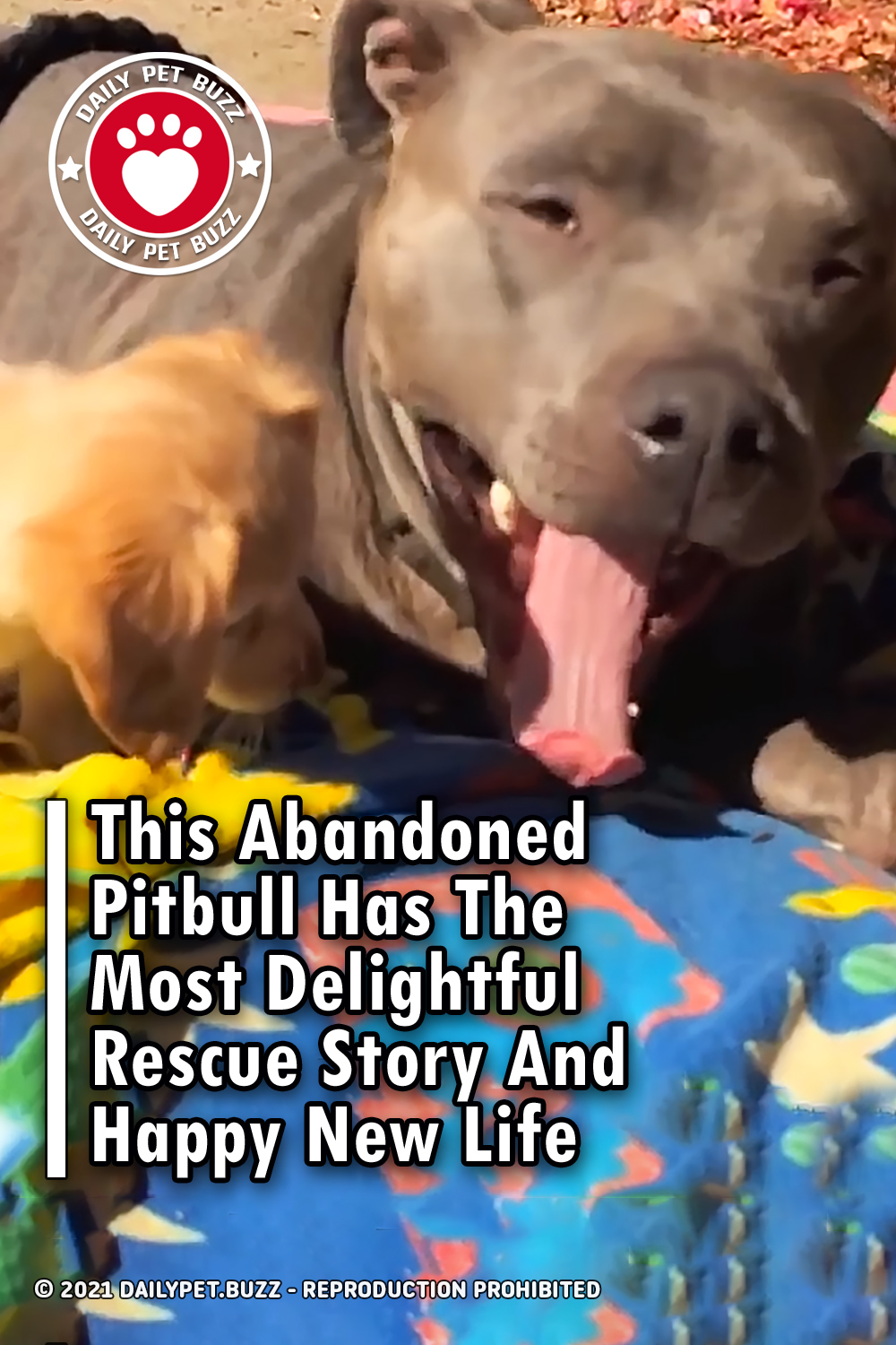 This Abandoned Pitbull Has The Most Delightful Rescue Story And Happy New Life