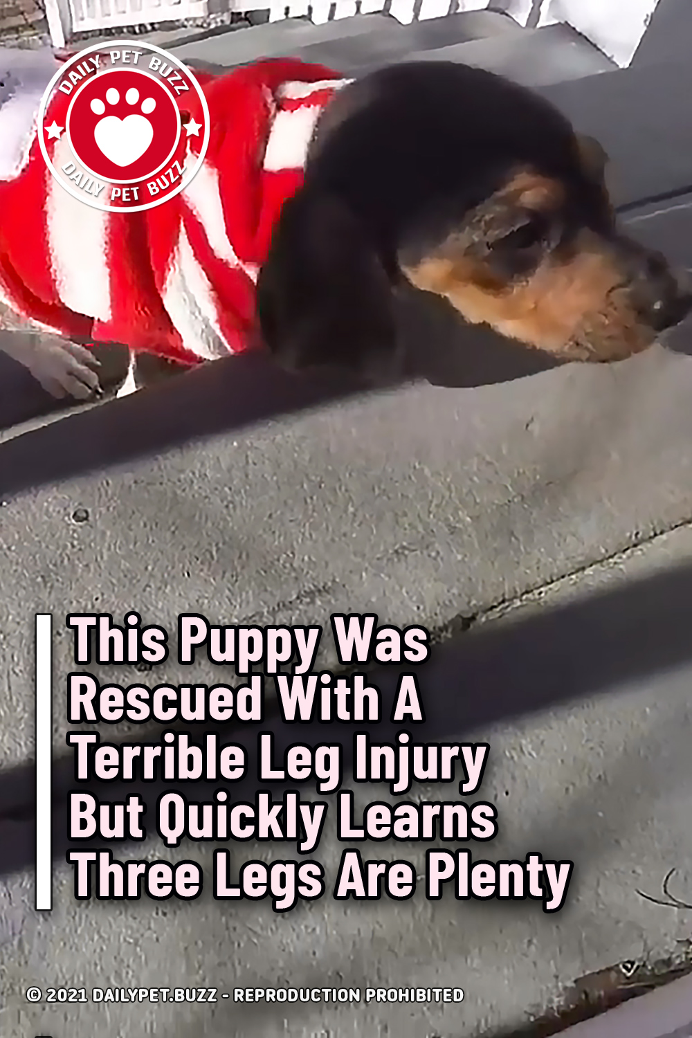 This Puppy Was Rescued With A Terrible Leg Injury But Quickly Learns Three Legs Are Plenty
