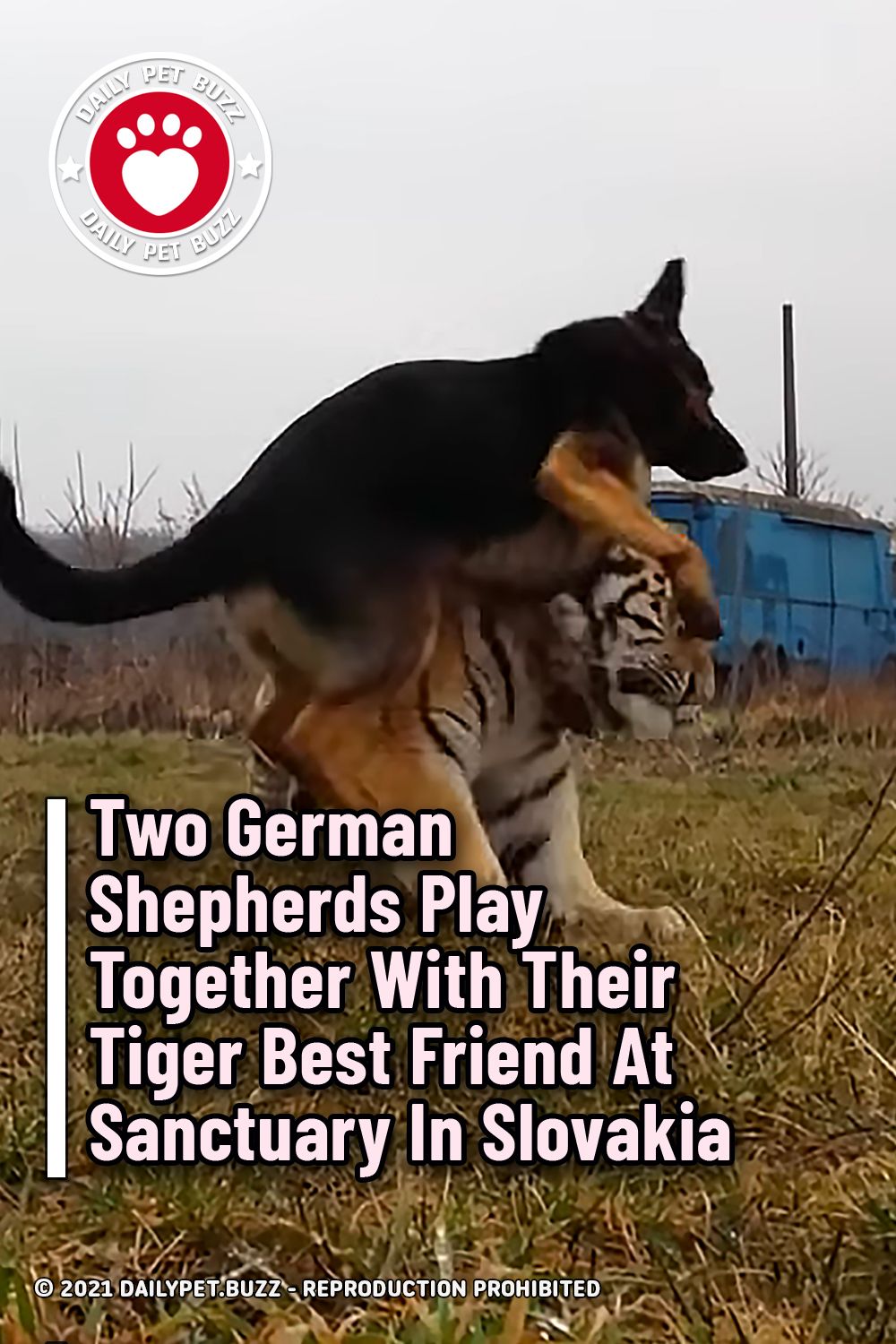 Two German Shepherds Play Together With Their Tiger Best Friend At Sanctuary In Slovakia