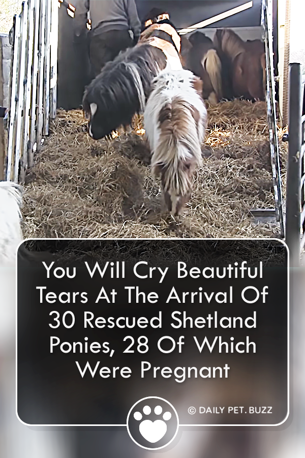 You Will Cry Beautiful Tears At The Arrival Of 30 Rescued Shetland Ponies, 28 Of Which Were Pregnant