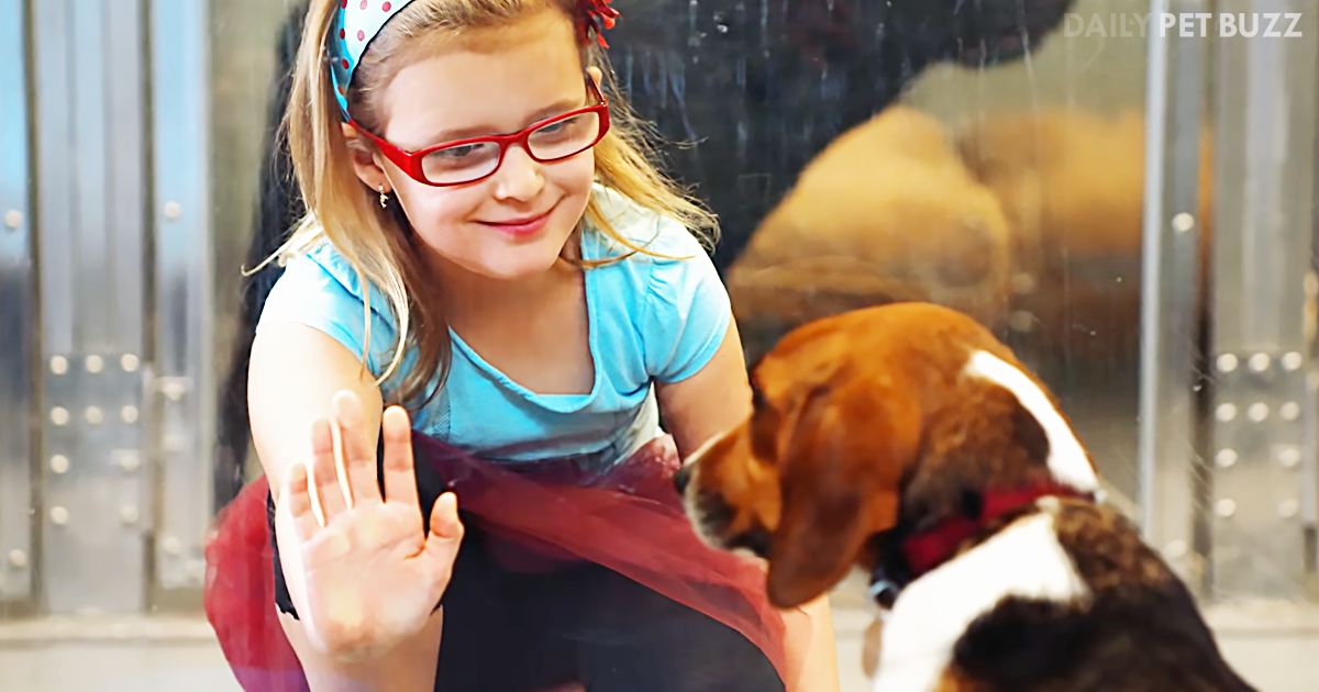 The Story Of Shelter Dog, Suzie, And Her Wonderful Adoption Will Move You To Tears