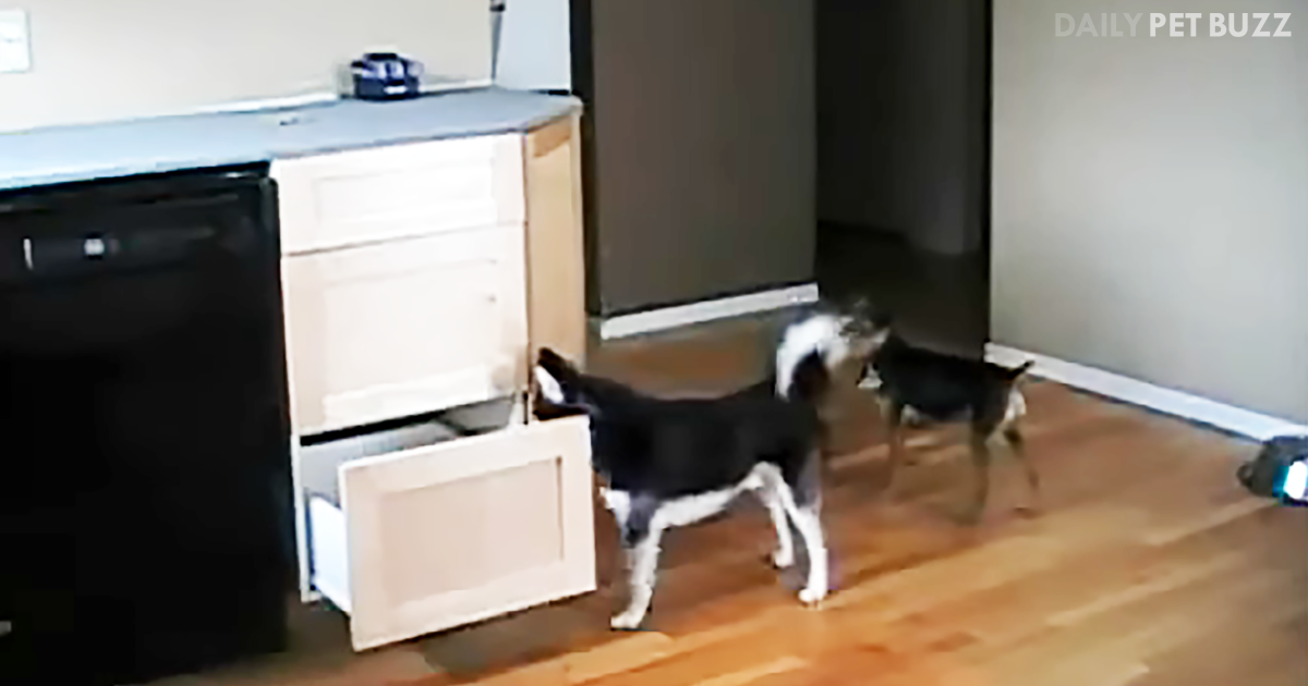 These Clever Dogs Come From A Long Line Of Architects, I believe