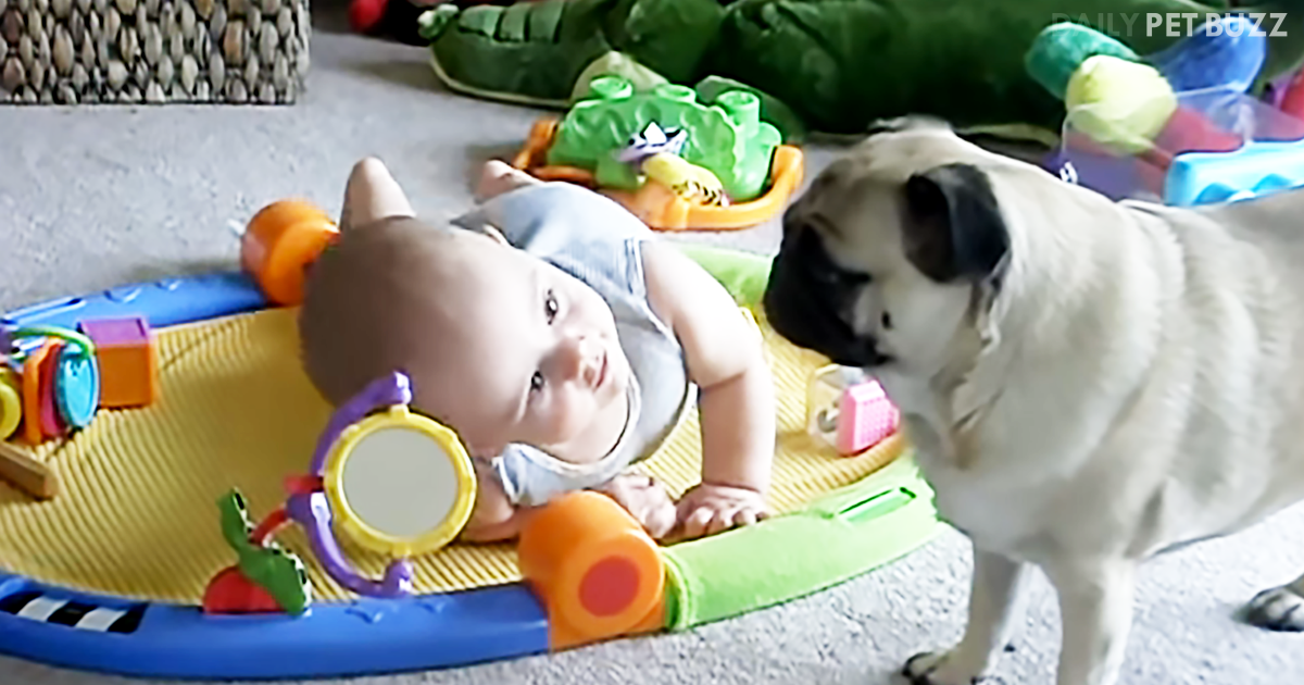 Hilarious Pug Tries To Distract Baby So She Can Steal His Snack