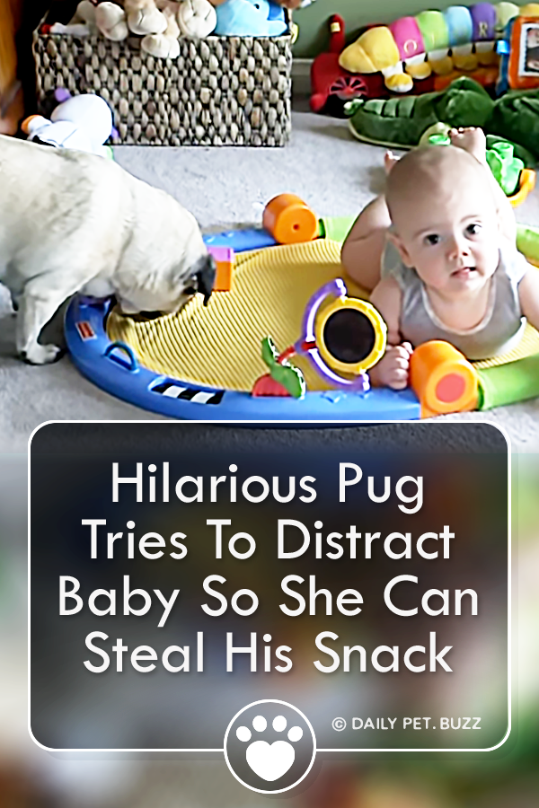 Hilarious Pug Tries To Distract Baby So She Can Steal His Snack