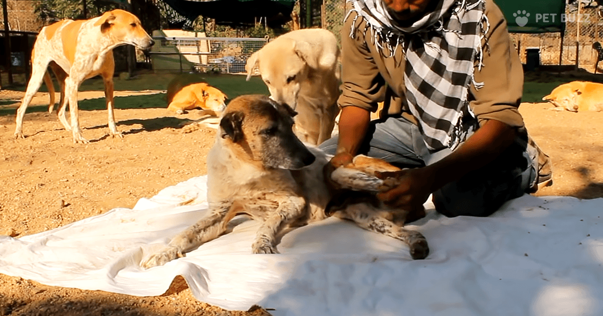 Animal Aid Spends Weeks Helping Dog Who Was Paralyzed After Being Hit ...