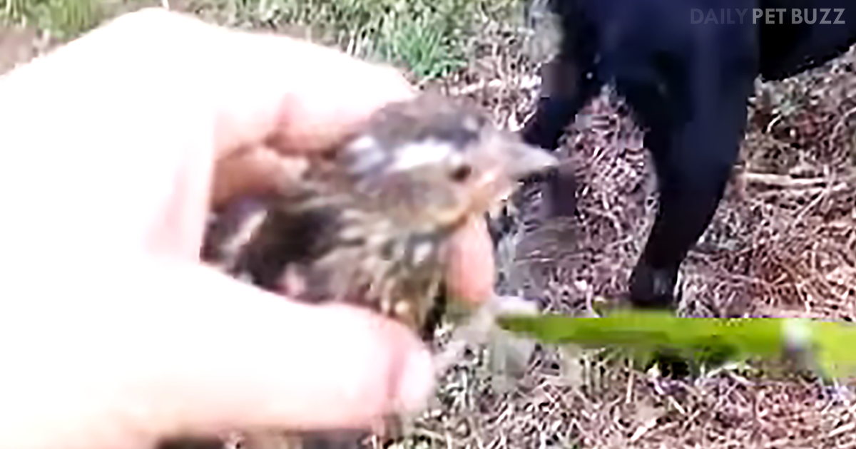 This Very Good Boy Saved A Drowning Baby Bird – What A Hero