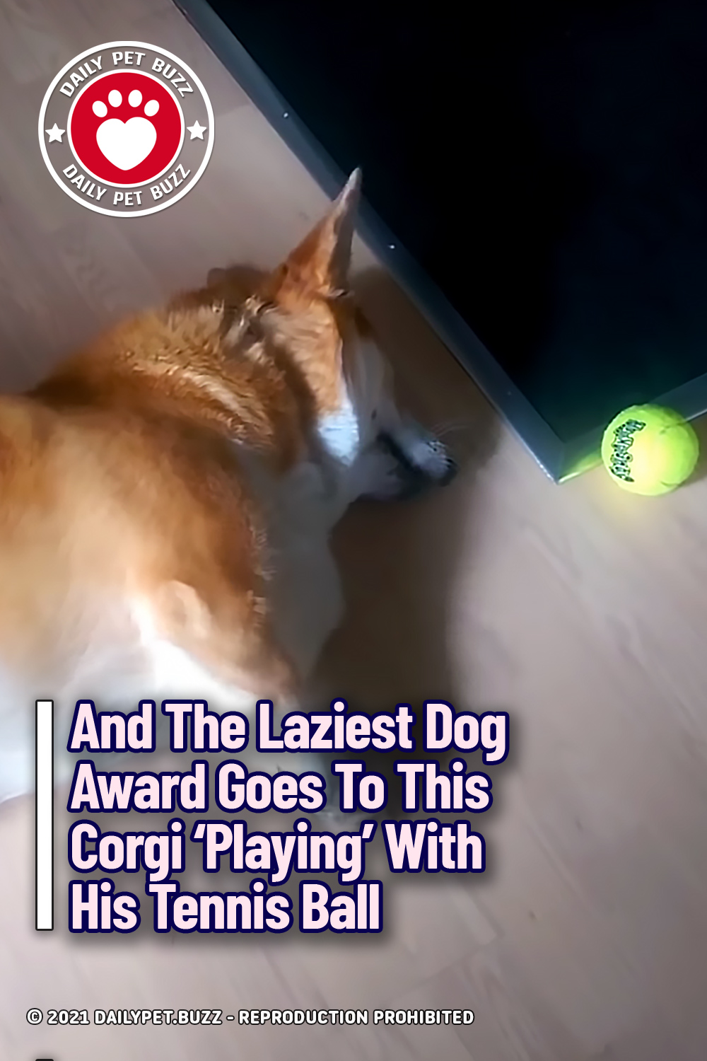 And The Laziest Dog Award Goes To This Corgi \'Playing\' With His Tennis Ball