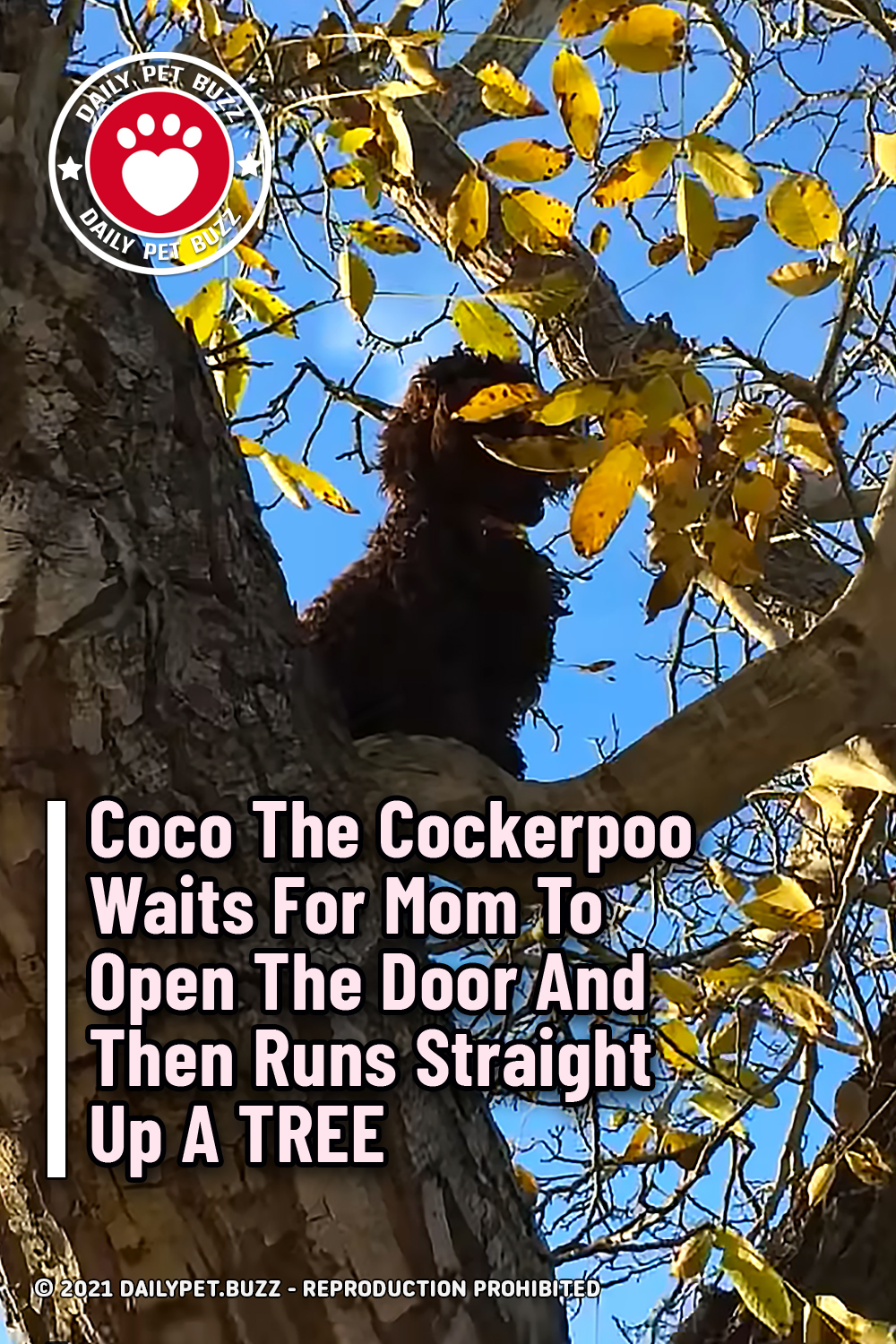 Coco The Cockerpoo Waits For Mom To Open The Door And Then Runs Straight Up A TREE