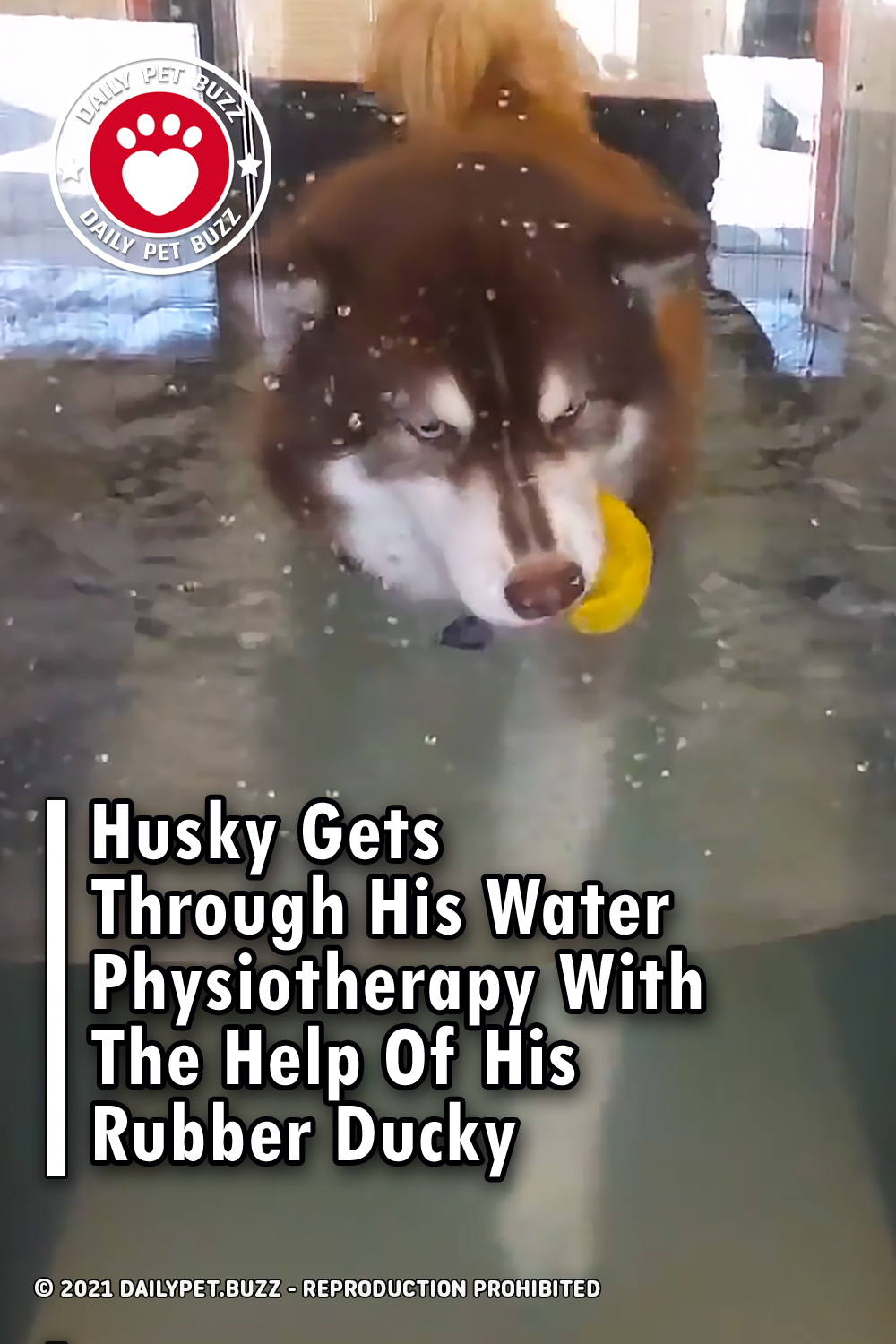 Husky Gets Through His Water Physiotherapy With The Help Of His Rubber Ducky