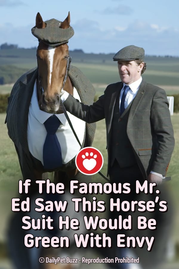 If The Famous Mr. Ed Saw This Horse\'s Suit He Would Be Green With Envy