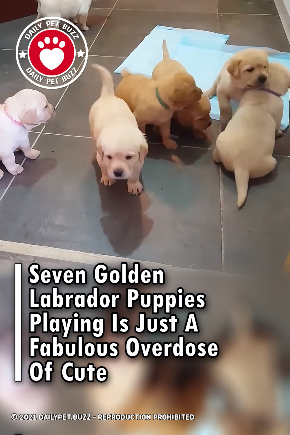 Seven Golden Labrador Puppies Playing Is Just A Fabulous Overdose Of Cute