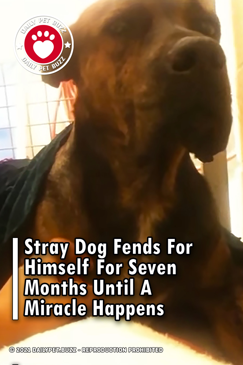 Stray Dog Fends For Himself For Seven Months Until A Miracle Happens