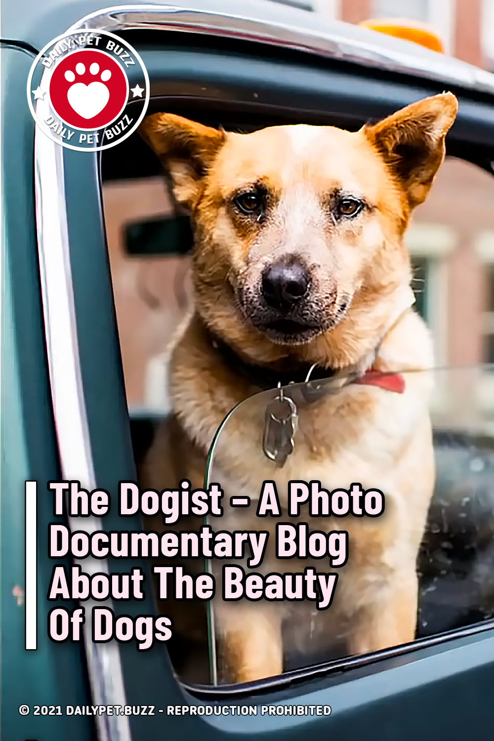 The Dogist – A Photo Documentary Blog About The Beauty Of Dogs