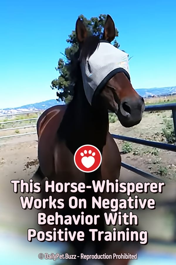 This Horse-Whisperer Works On Negative Behavior With Positive Training