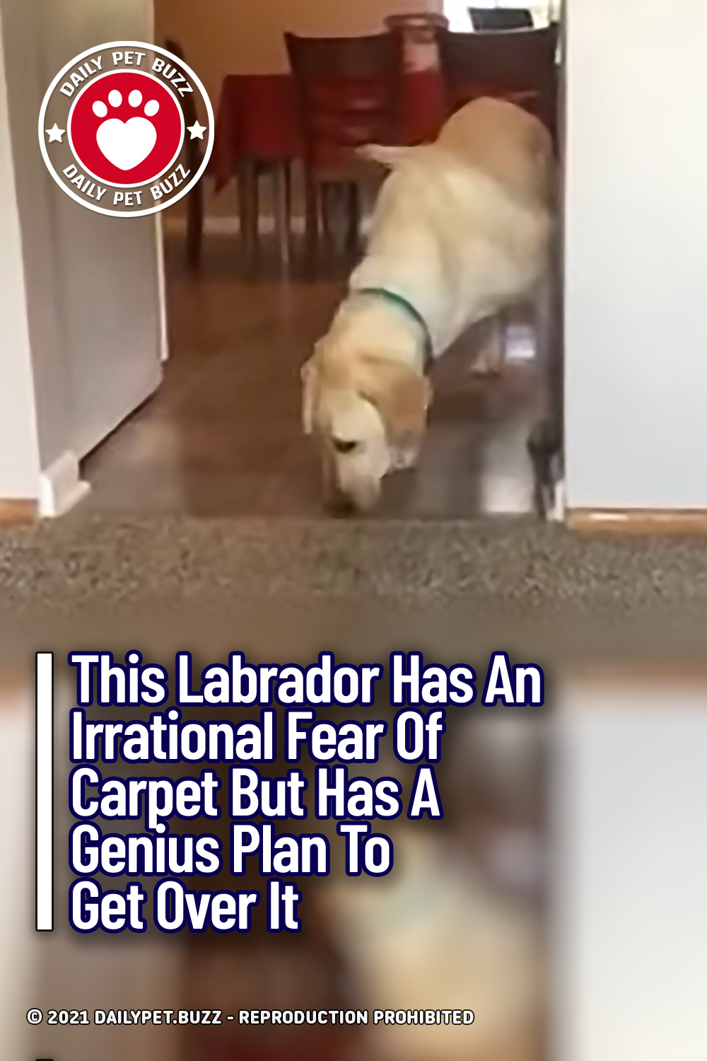 This Labrador Has An Irrational Fear Of Carpet But Has A Genius Plan To Get Over It