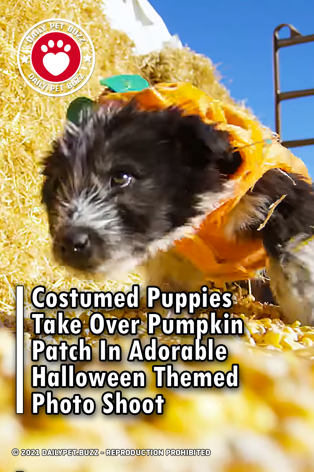 Costumed Puppies Take Over Pumpkin Patch In Adorable Halloween Themed Photo Shoot