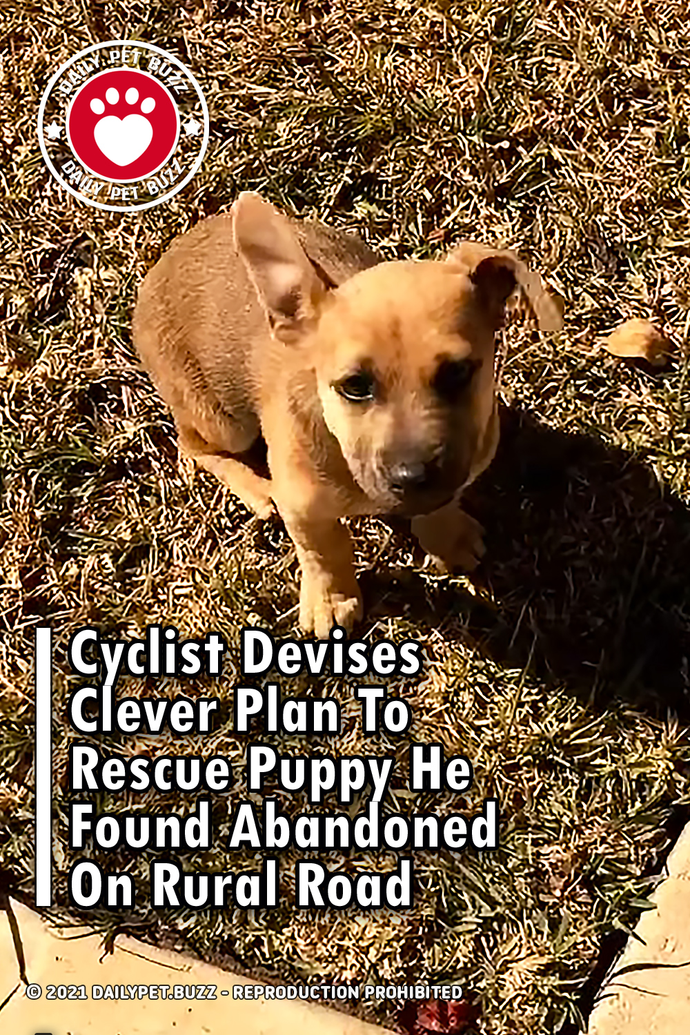 Cyclist Devises Clever Plan To Rescue Puppy He Found Abandoned On Rural Road