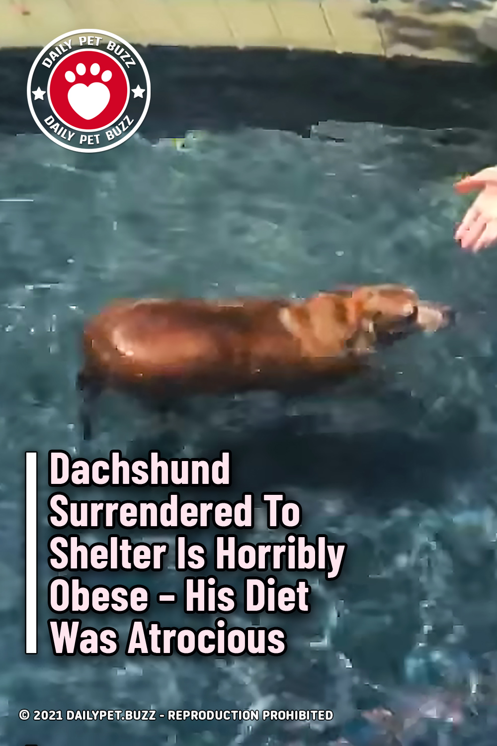Dachshund Surrendered To Shelter Is Horribly Obese – His Diet Was Atrocious