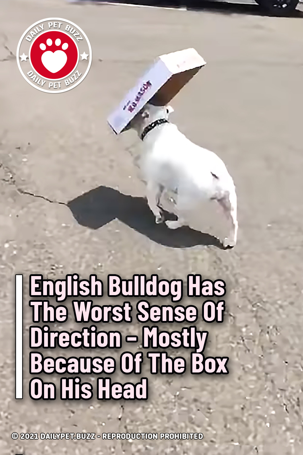 English Bulldog Has The Worst Sense Of Direction – Mostly Because Of The Box On His Head