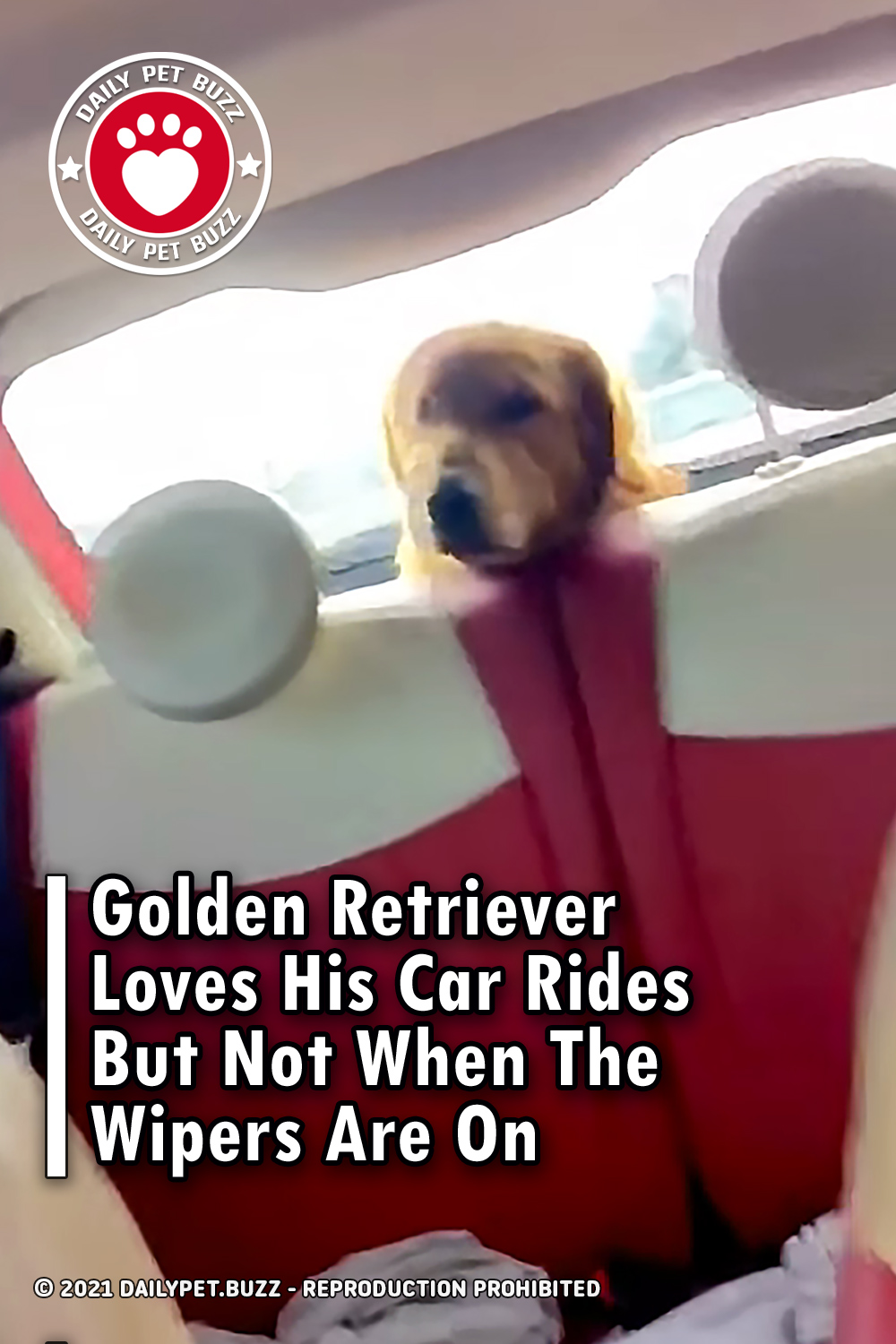 Golden Retriever Loves His Car Rides But Not When The Wipers Are On