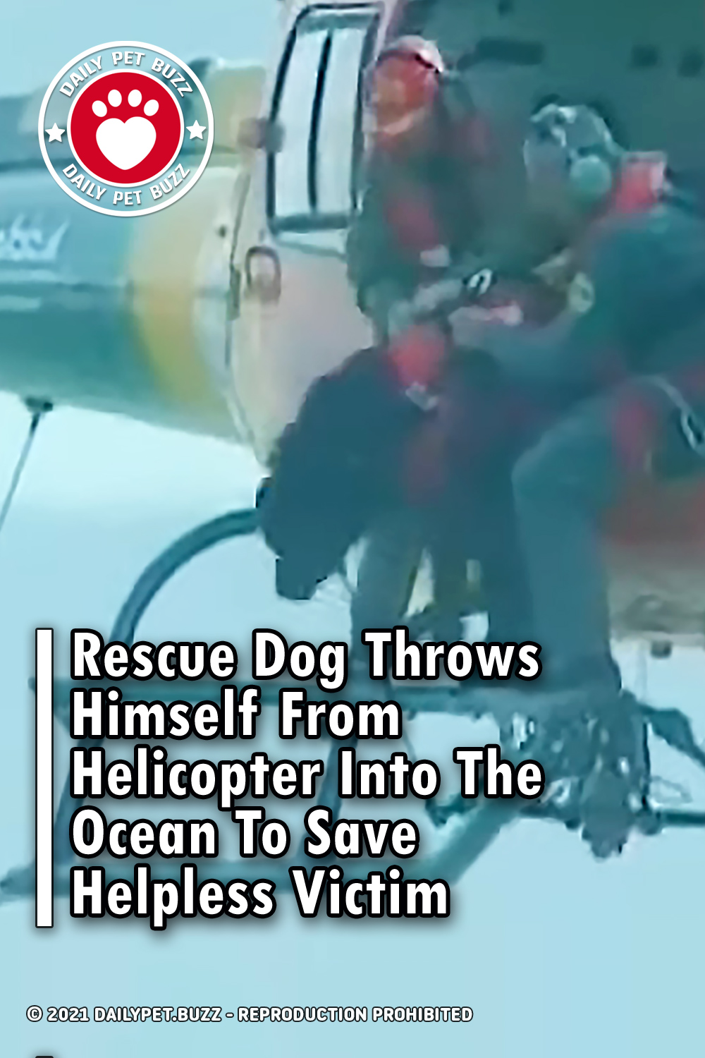 Rescue Dog Throws Himself From Helicopter Into The Ocean To Save Helpless Victim