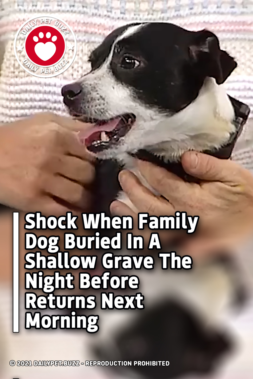 Shock When Family Dog Buried In A Shallow Grave The Night Before Returns Next Morning