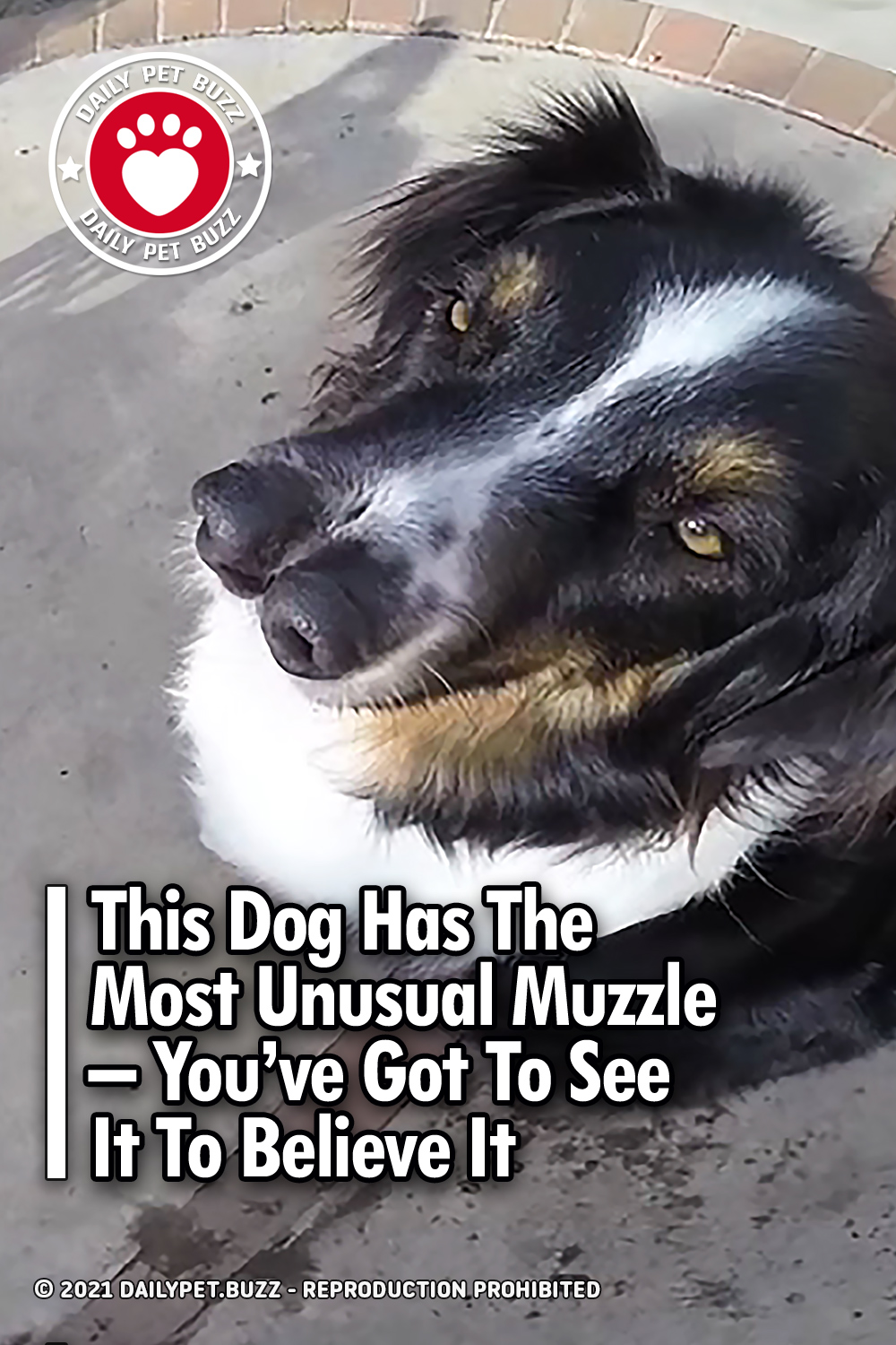This Dog Has The Most Unusual Muzzle – You\'ve Got To See It To Believe It