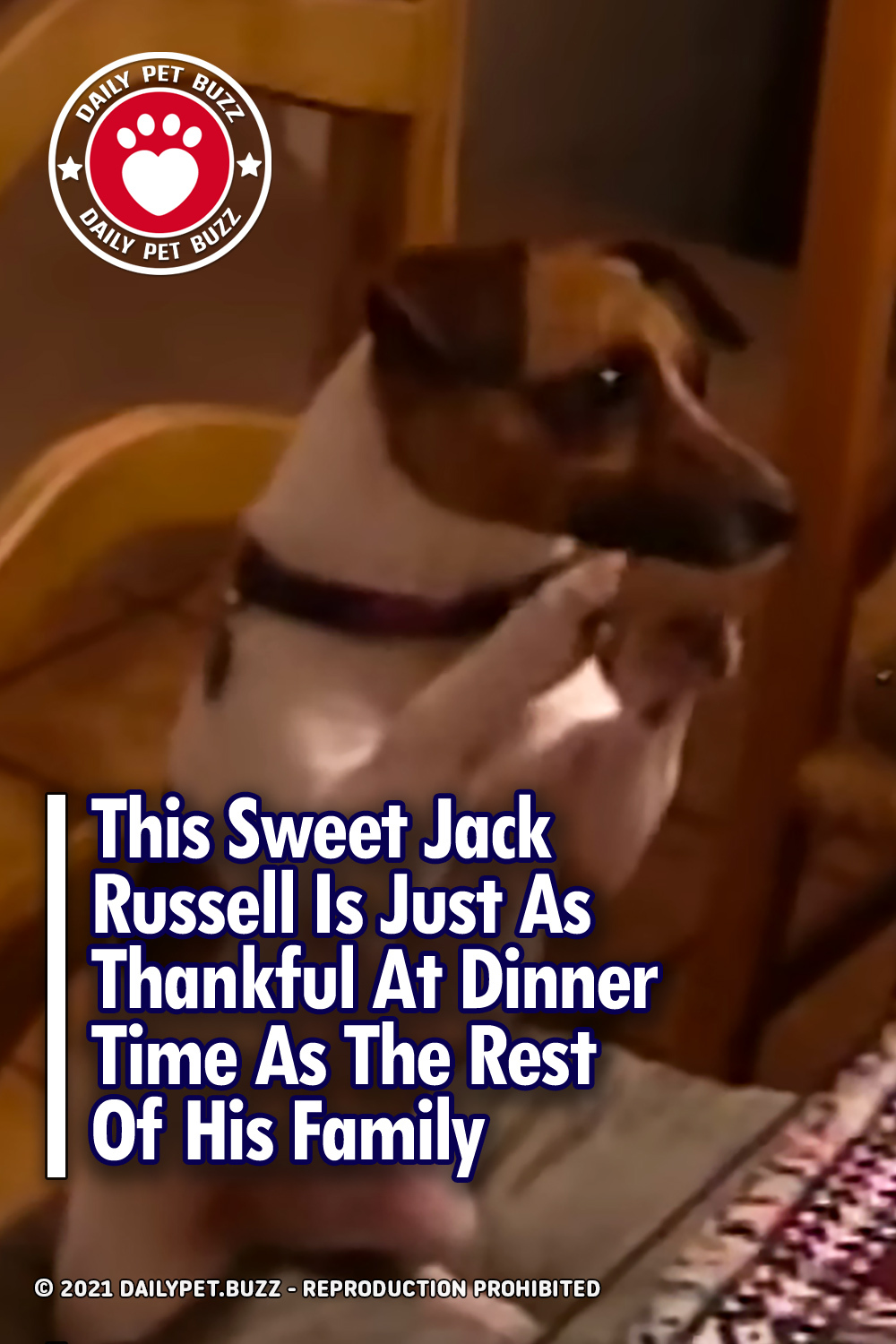 This Sweet Jack Russell Is Just As Thankful At Dinner Time As The Rest Of His Family