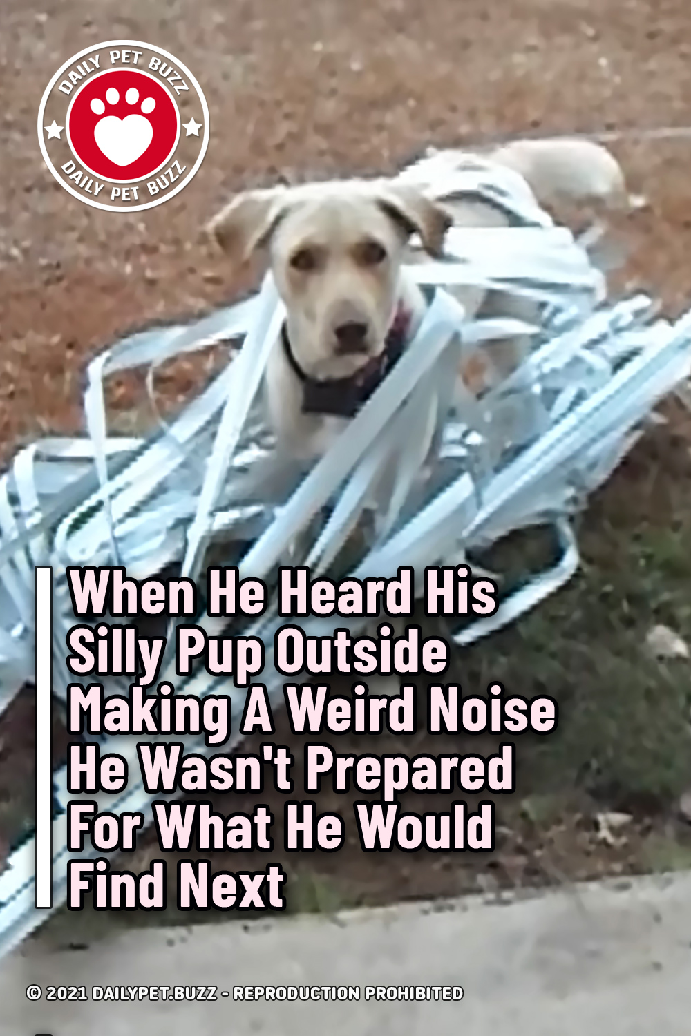 When He Heard His Silly Pup Outside Making A Weird Noise He Wasn\'t Prepared For What He Would Find Next