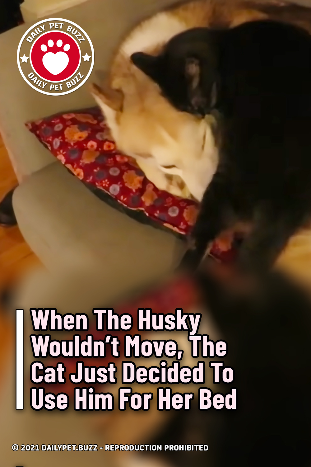 When The Husky Wouldn\'t Move, The Cat Just Decided To Use Him For Her Bed