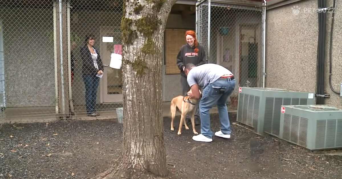 Incredible Search For A Veteran's Dog That Got Lost When He Was Deployed