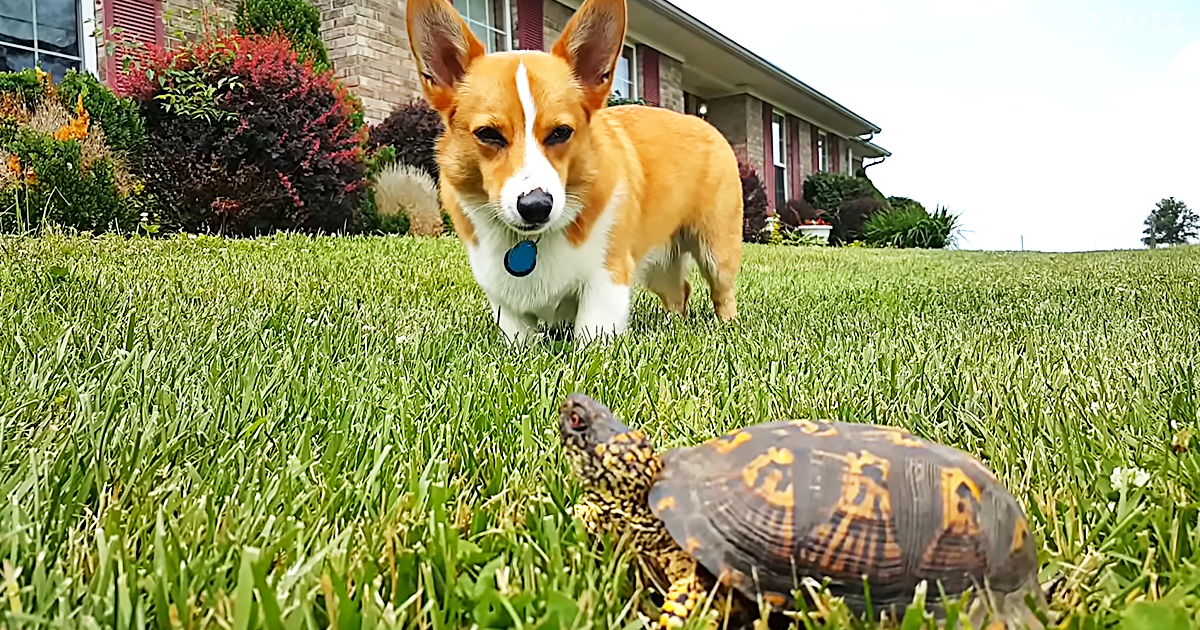 Adorable Corgi Thinks He Is Sitting Next To A Rock &ndash; He Is Stunned When It Starts Moving