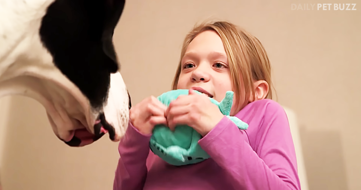 'George The Great Dane Service Dog For Bella Gets A Well-Deserved 'Dog's Best Day'