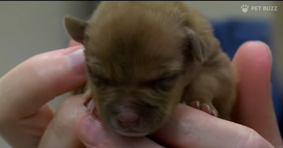 Police Respond To 911 Call To Find Abandoned Puppy – But Wait, There's More