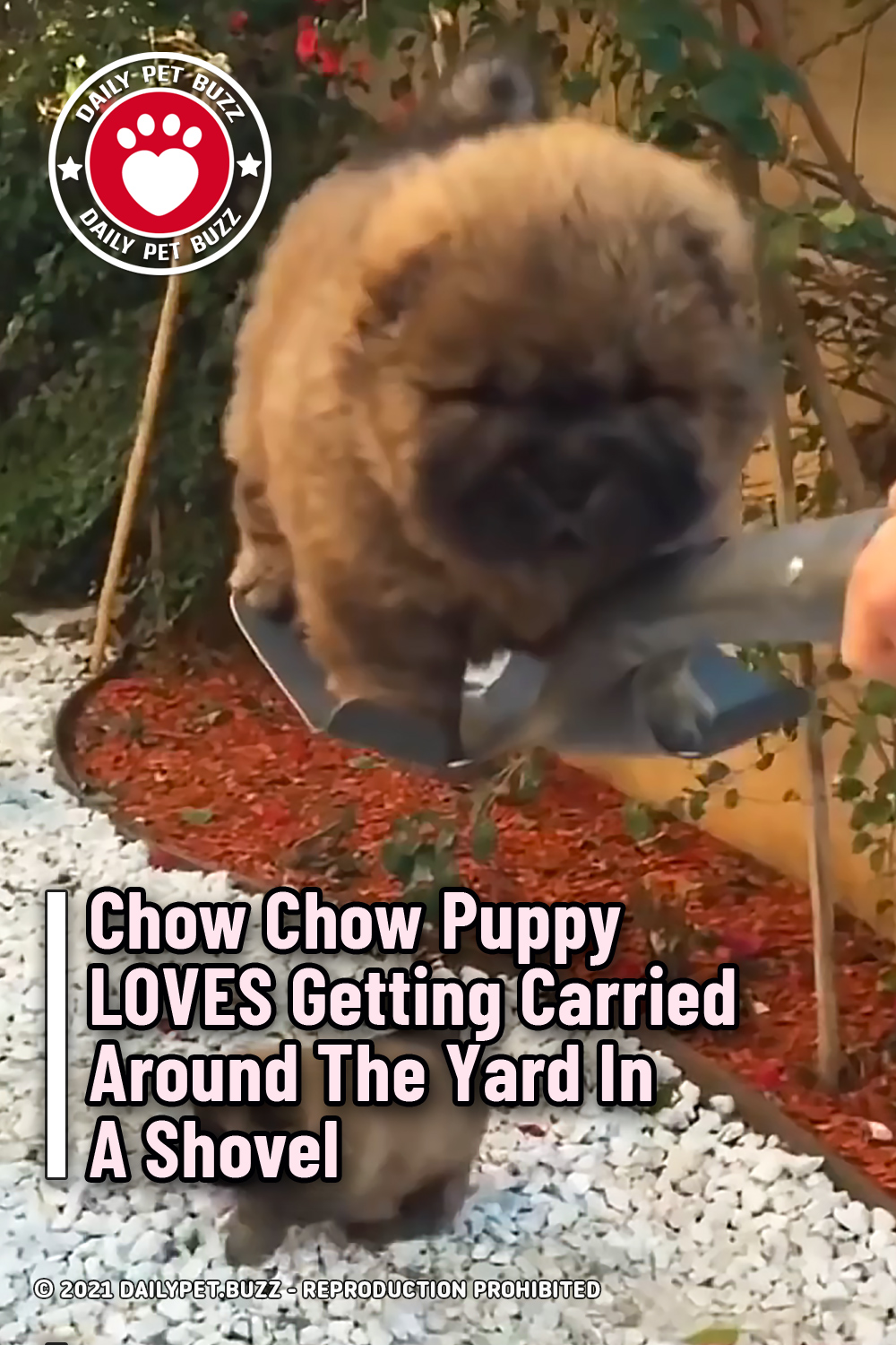Chow Chow Puppy LOVES Getting Carried Around The Yard In A Shovel