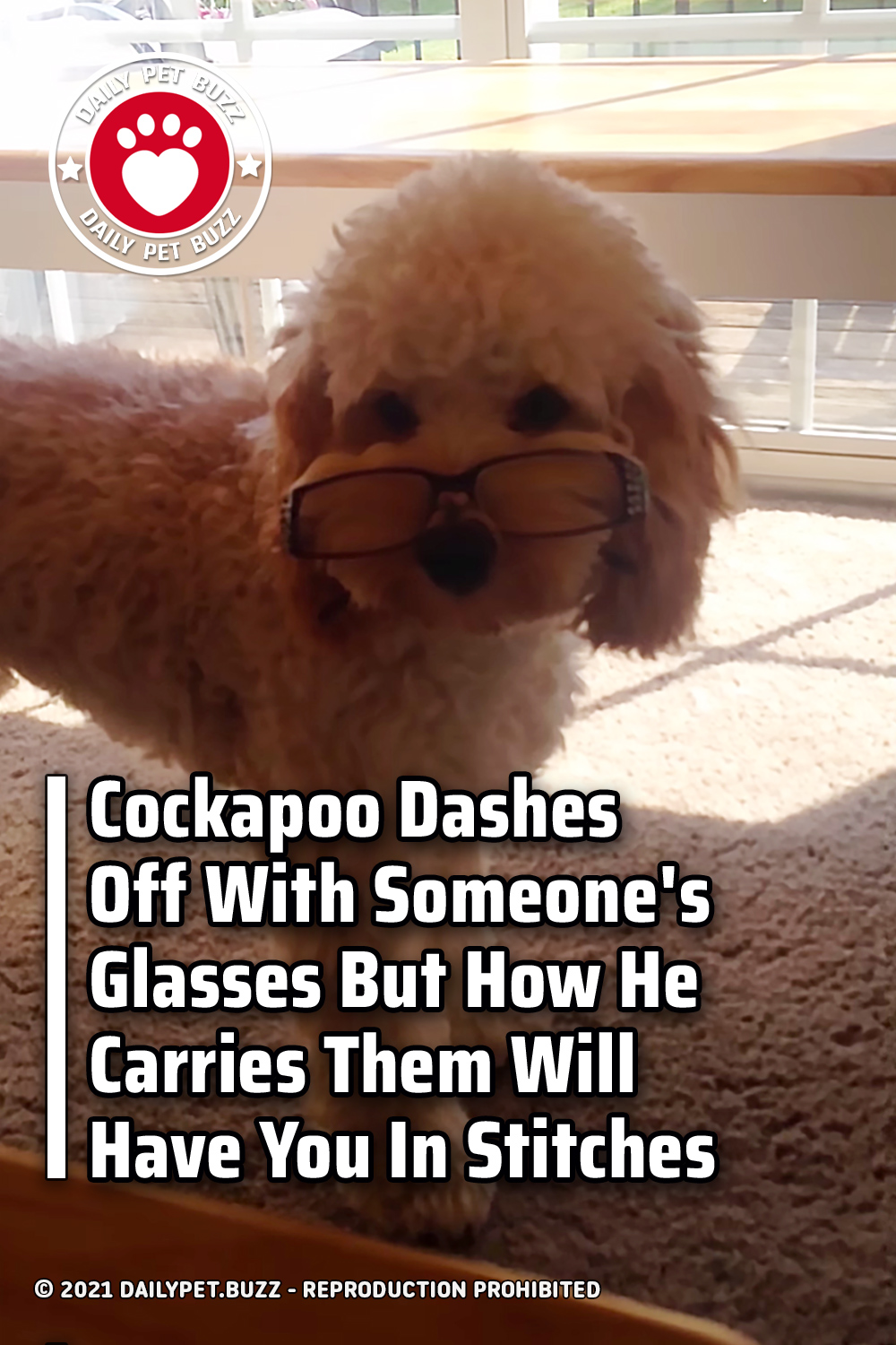 Cockapoo Dashes Off With Someone\'s Glasses But How He Carries Them Will Have You In Stitches