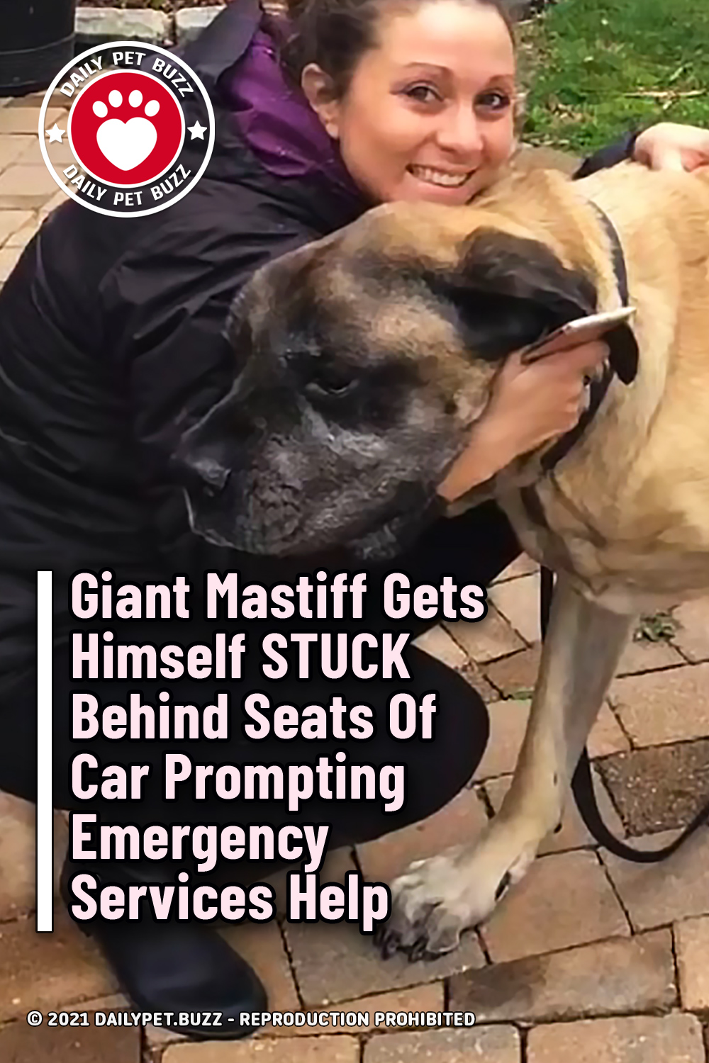 Giant Mastiff Gets Himself STUCK Behind Seats Of Car Prompting Emergency Services Help