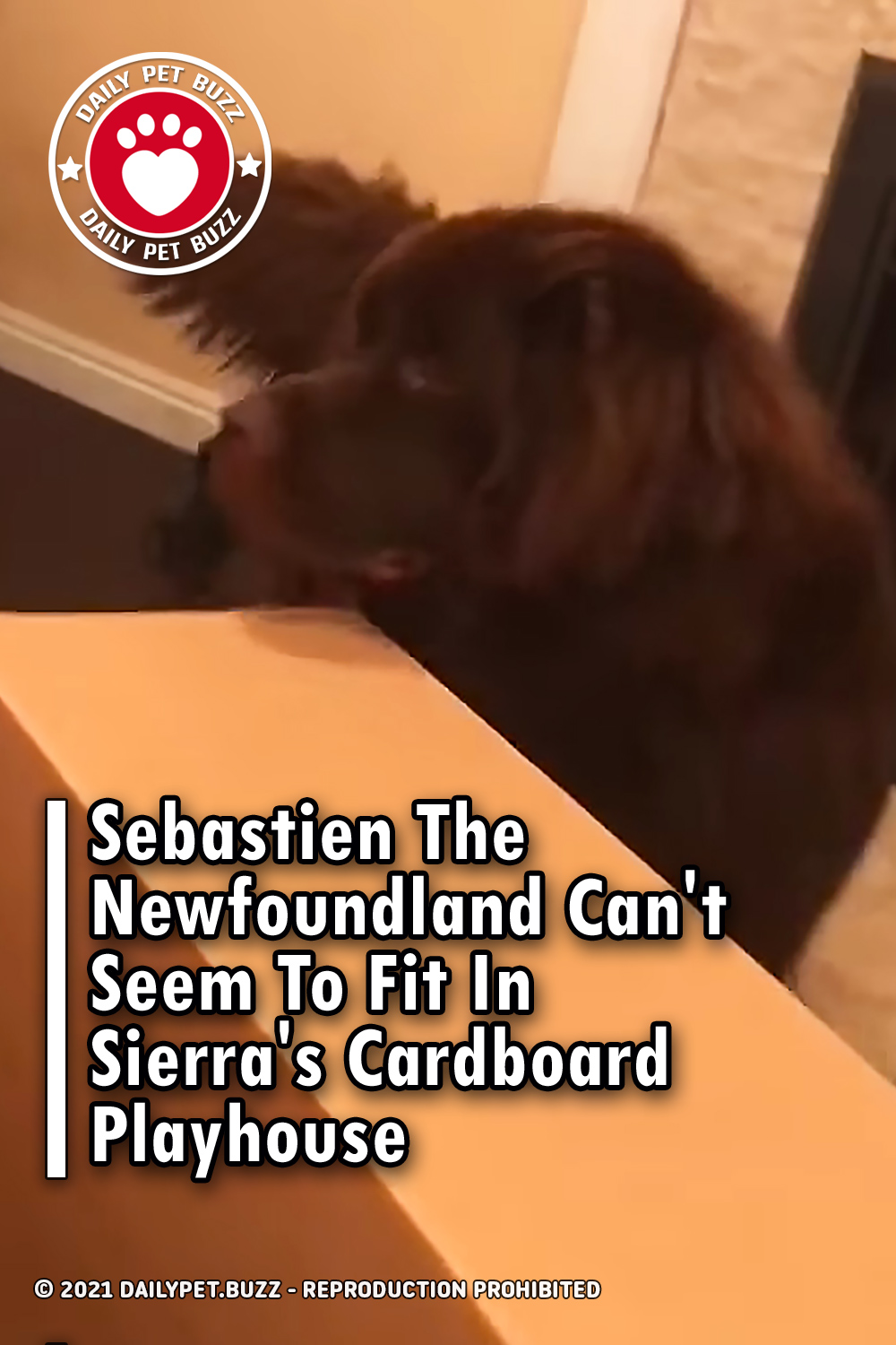 Sebastien The Newfoundland Can\'t Seem To Fit In Sierra\'s Cardboard Playhouse